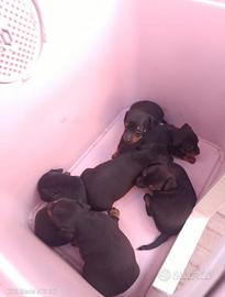 Pincher originali dolcissimi hanno 40 gg