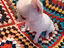 Immagine 4