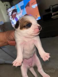 Cuccioli i incrociati con maltese