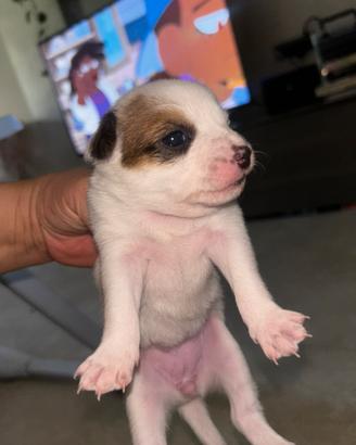 Cuccioli i incrociati con maltese