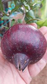 melograno Nero pianta in vaso altezza 85 cm. 