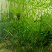 vallisneria spiralis