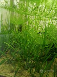 vallisneria spiralis