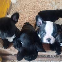 Bulldog Francese cuccioli