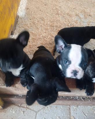 Bulldog Francese cuccioli