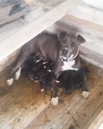 Pitbull