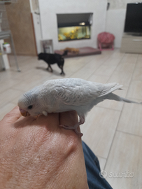 Cocorite allevate a mano