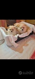 Cuccioli Volpino/Spitz