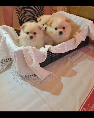 Cuccioli Volpino/Spitz