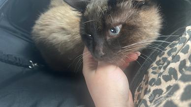 Disponibile per monta tipo siamese