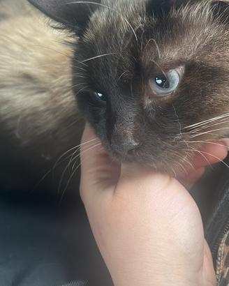 Disponibile per monta tipo siamese