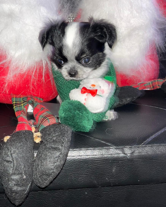 Chihuahua piccolo