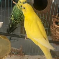 Cocorite maschio e femmine