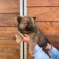 Chow Chow/ Border collie