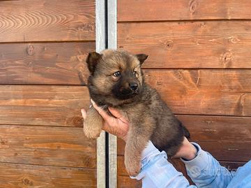 Chow Chow/ Border collie