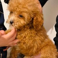 Cavapoo solo femmine