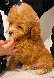 Cavapoo solo femmine