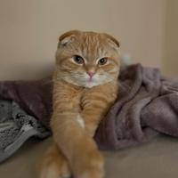 Scottish fold RED
