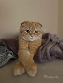 Scottish fold RED