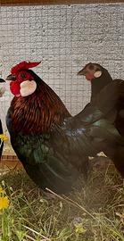 Gallo Bantam Java mini