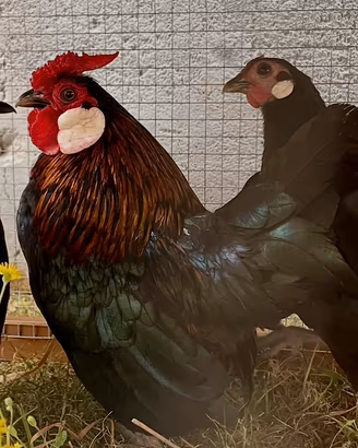Gallo Bantam Java mini
