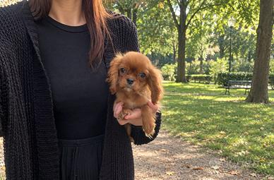 Cavalier King Charles Spaniel Ruby Taglia piccola