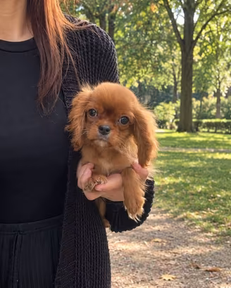Cavalier King Charles Spaniel Ruby Taglia piccola