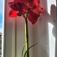 Pianta decoro