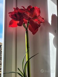 Pianta decoro