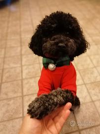 Barboncino per monta