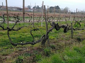 Azienda vitivinicola