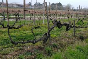 Azienda vitivinicola