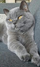 BRITISH SHORTHAIR BLU 4 anni disponibile