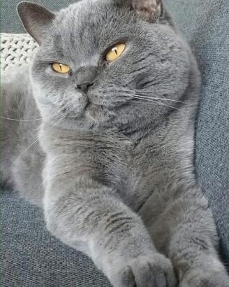 BRITISH SHORTHAIR BLU 4 anni disponibile