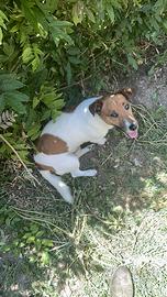 Jack russel