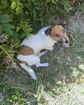 Jack russel
