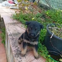 Cuccioli pastore tedesco