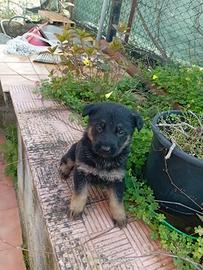 Cuccioli pastore tedesco