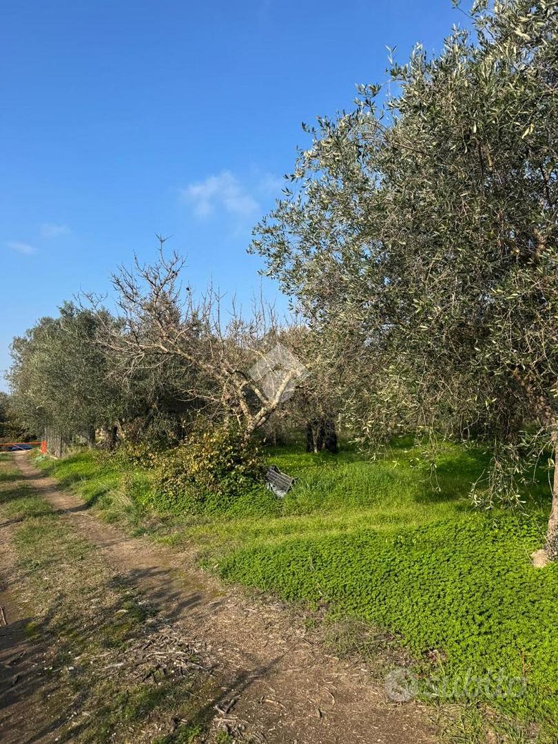 TER. AGRICOLO A SESSA AURUNCA - Altro