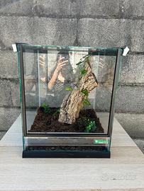 Terrari allestiti