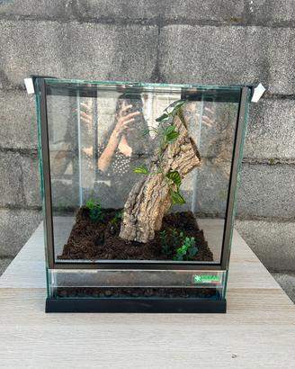 Terrari allestiti