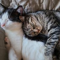 Gatti machi e una femmina