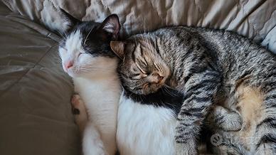 Gatti machi e una femmina