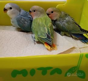 Inseparabili