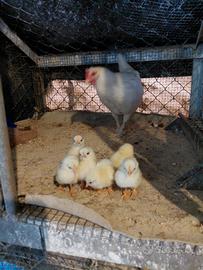 Gallinella con pulcini