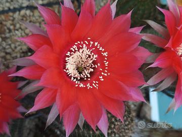 Echinopsis Schick Temptress grande esemplare