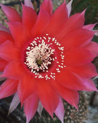 Echinopsis Schick Temptress grande esemplare