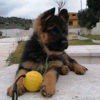 Pastore tedesco cuccioli