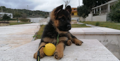 Pastore tedesco cuccioli