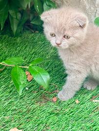 Scottish Fold